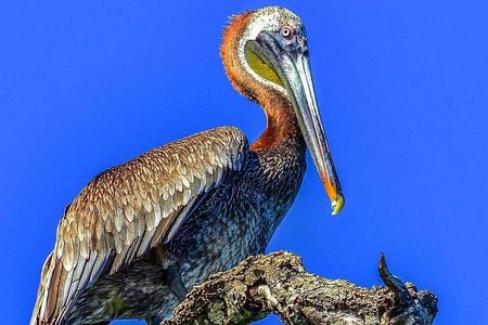 Los Haitises & Cayo Levantado (Lunch included, from Samana in Catamaran or Boat)