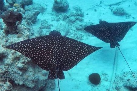 Sail/Snorkel Adventure from Sapphire Marina,STT NO CROWDS~ 6 GUEST MAX 