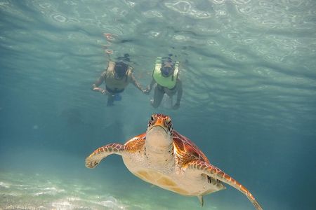 Tortugas & Cenotes Snorkel With Turtles Tour