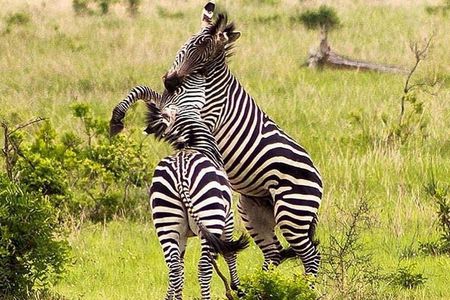 3 Days 2 Nights Safari to Mikumi National Parks