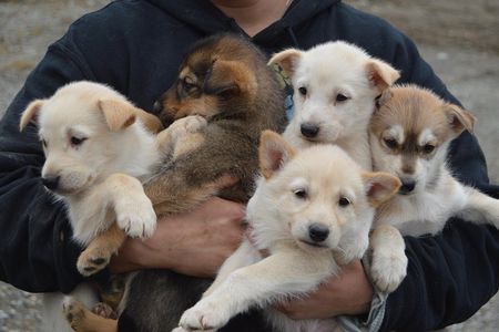 Mush Your Own Sled Dog Team