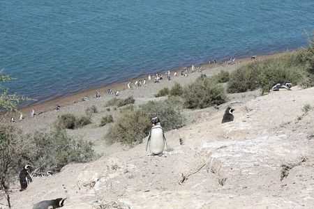 Cruise Shore Excursion Peninsula Valdes - Pto Madryn - Patagonia - Argentina