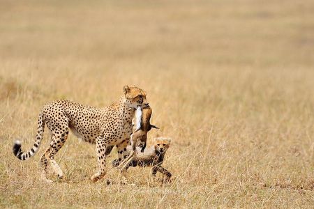 5 Day Serengeti, Tarangire, & Ngorongoro & Manyara Grass Root Safari.