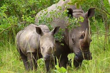 Ziwa Rhino Sanctuary