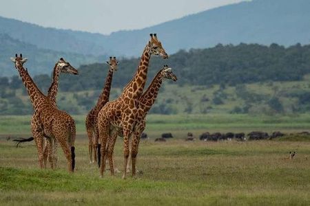 2-Day Akagera National Park Safari Adventure