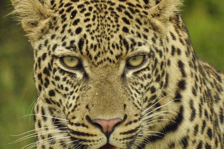 2 Days 1 Night Kruger Safaris from Maputo city