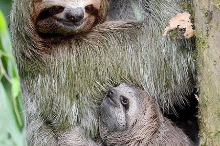 Goodman's Tour to the Sanctuary of Rescued Wild Animals
