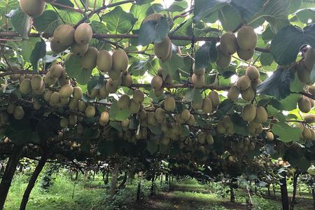 Hobbiton movie set tour and a lot more beautiful NZ sights