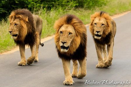 4 Day Bubezi Classic Safari & Panoramic Tour