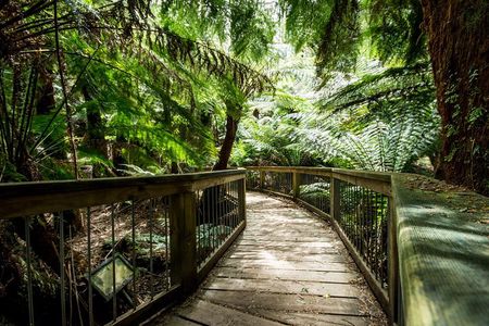 Great Ocean Road Reverse Rainforest & 12 Apostles from Melbourne