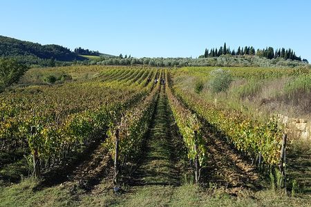 Discover Chianti Through its Wines