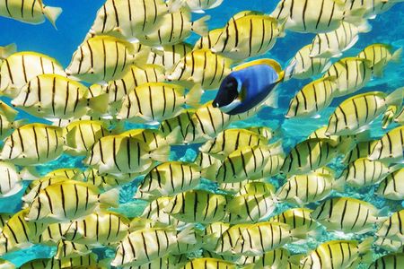 Reef Discovery Half Day Group Signature Tour