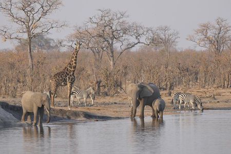 1 Day 1 Night Hwange National Park Safari