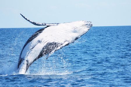 Freedom Whale Odyssey Cruise - Hervey Bay