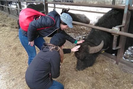 Paestum Traditions, Buffaloes, Ceramics, Temples