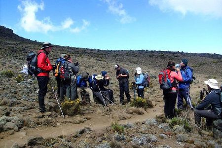 Lemosho Route 8 Days 7 Nights/Kilimanjaro Climb