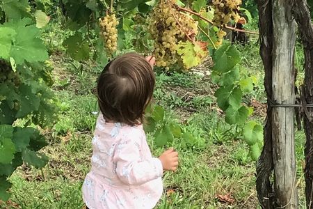 Wine Tour whit wine tasting