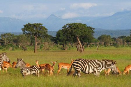 5-Day Mikumi & Ruaha Tanzania Wildlife Lodge Safari