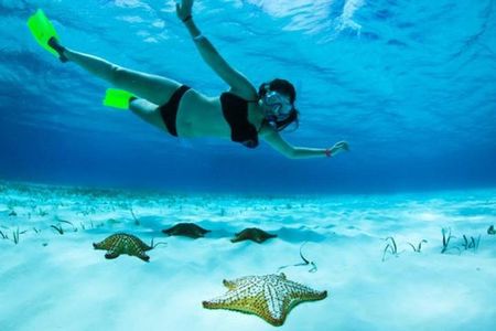 Roatan North Side Mangroves, Starfish, Shipwreck Snorkeling & Transportation
