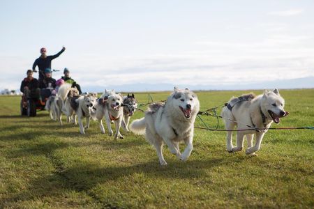 Dogsledding Husky Ride in Iceland, nearby Reykjavik