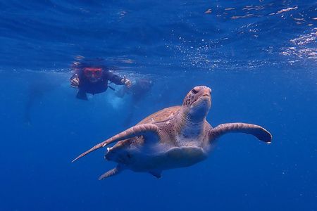 Tenerife: Turtle & Dolphin Kayak Tour with Snorkel & Wetsuit