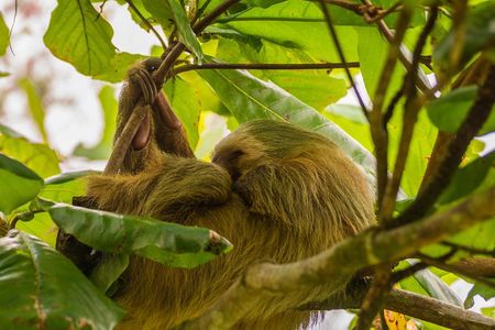 Sloth Watching Tour Experience Costa Rica