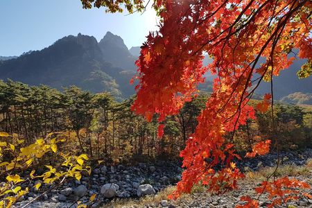 [Premium Private Tour] Mt Seorak & East Sea or Nami island from Seoul