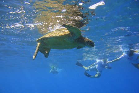 Snorkeling Experience from Ka'anapali