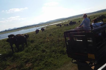 Private Minneriya National Park Jeep Safari And Sigiriya Tour
