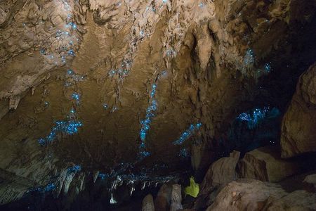 Kawiti Glow Worm Cave Tour & Opua Forest Walk