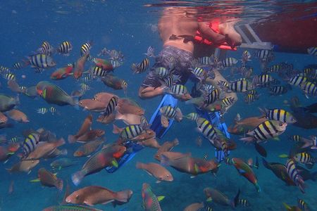 Anilao Snorkel Safari: Explore the Amazing Underwater World
