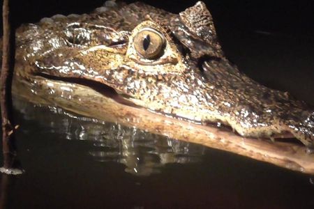 Caiman Spotting