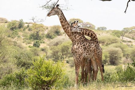 Day 1 Arusha – Lake Manyara National Park