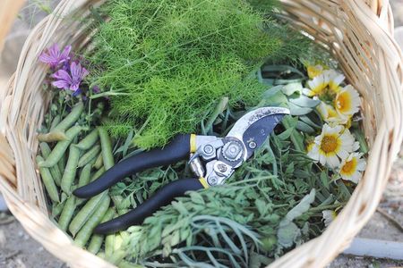 Private Greek Cooking Class and Foraging Experience in Syros