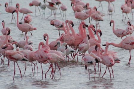 3 Day Private Lodge Safari in Ngorongoro, Lake Manyara, Tarangire National Park