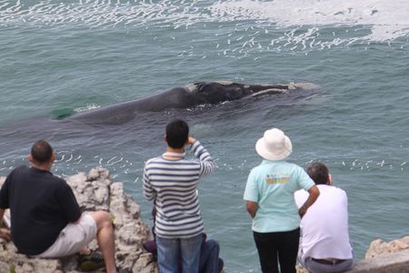Whale Watching Walking Tours (Land-Based) - from JUNE 2025