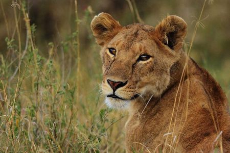 Tarangire National park and Ngorongoro Crater