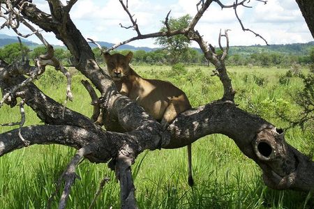 3-days In Mikumi And Udzungwa Mountain National Parks 