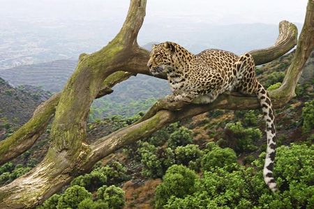 5 Days Tanzania Big Five Camping | Lodge Safari