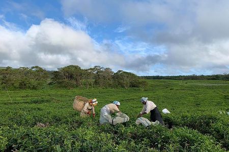 The Gorgeous South of Mauritius: Full-day tour incl Tea Factory & Crocodile park