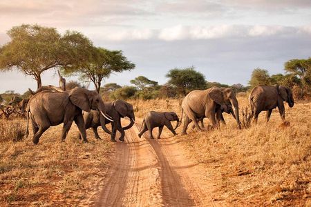 Tarangire Park Day Trip