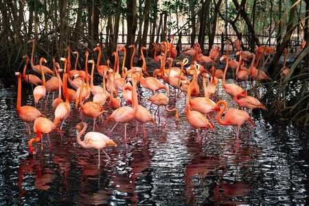 Aviario Nacional Including Playa Blanca Shared Tour