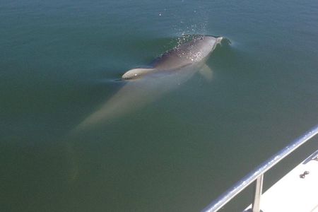 Private Dolphin Watch, Lighthouse and Ecological Boat Tours