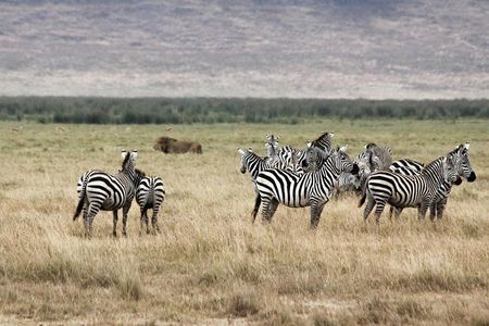 Cape Town 2Days Tour-Aquila Safari Robben-IslandGetaway Overnight
