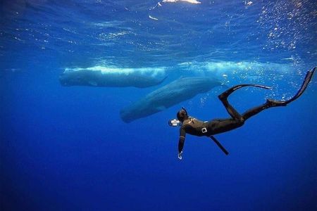 Snorkeling with Whales in Mirissa