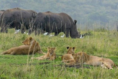 Masai Mara Safari: 2 Days Private Tour from Nairobi
