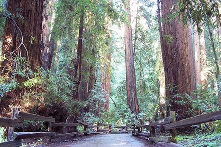 From San Francisco: Guided Tour to Muir Woods Coastal Redwoods