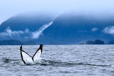 Private Whale Watching and Marine Wildlife Tour