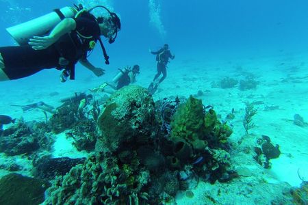 Chankanaab Cozumel Scuba Diving