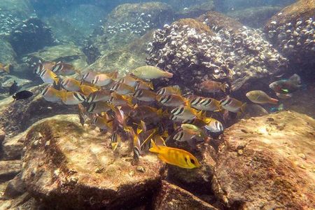 Discover Scuba Diving, try dive for beginners ( Start at Ko Kut)